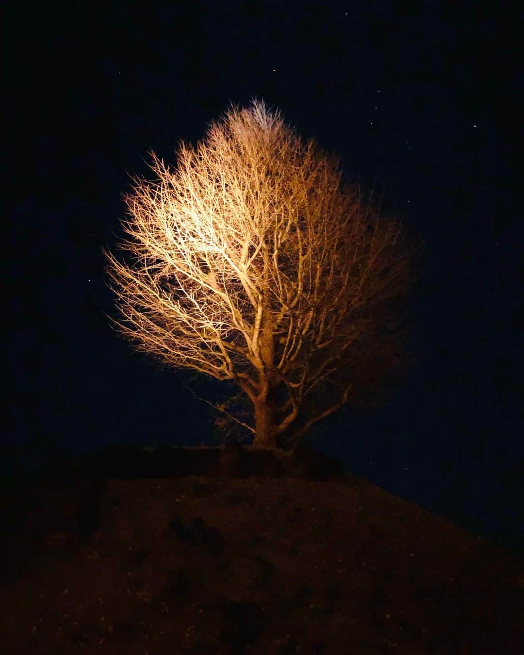 片桐ゆたかのインスタグラム：「寒くなりましたね〜❄︎  年末行った先の部屋から見えた 星空と絵のような木🌳💫  いつかオーロラ見に行きたいなあ🌌  #思い出投稿#2020#片桐ゆたか #yutakakatagiri#goodnight」