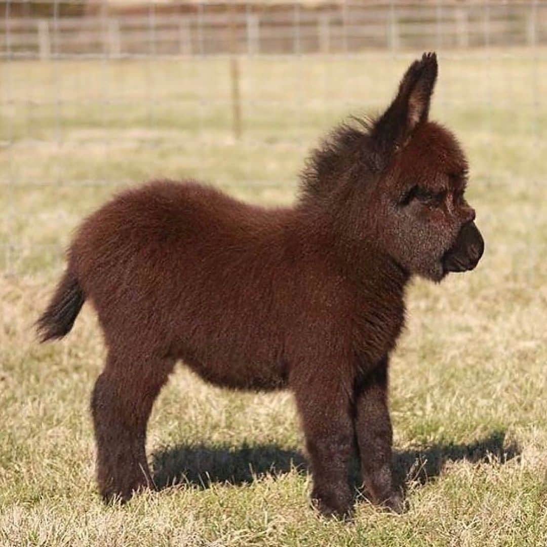 オランピアルタンのインスタグラム：「🐴💔🤎❤️ #RG @lovinganimals.dg」