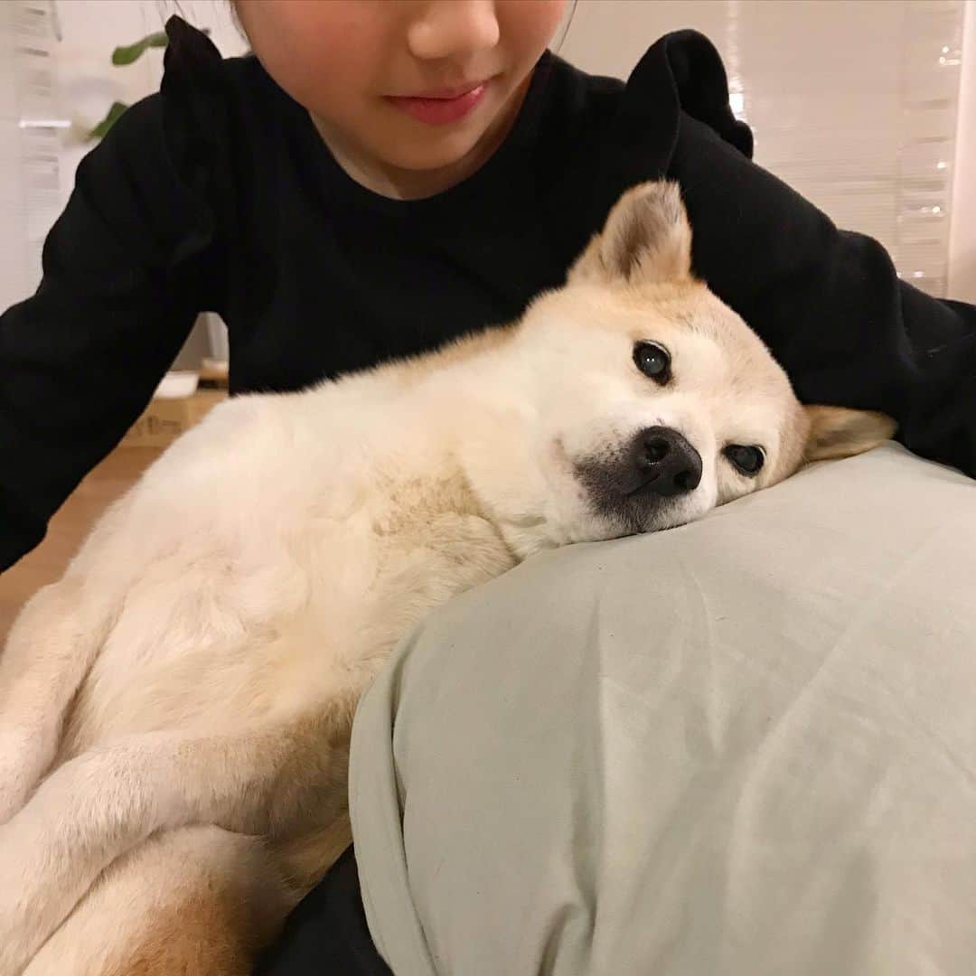 柴犬リリコのインスタグラム：「放心状態とはこのこと😂 #うちの子が可愛すぎる」