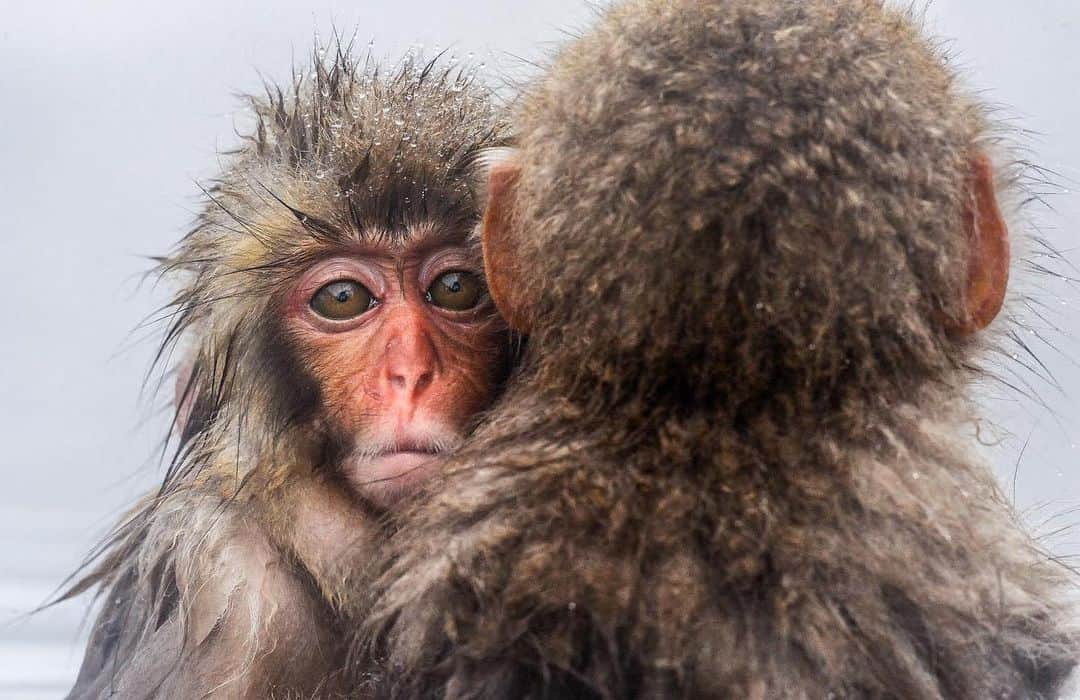 thephotosocietyさんのインスタグラム写真 - (thephotosocietyInstagram)「Photo by @jasperdoest // Two young snow monkeys huddle close together, trying to keep warm during the winter cold.   These intelligent, highly social animals live on three of Japan’s four main islands.  Follow @jasperdoest for more images of the wonders of nature and the human-wildlife relationship.  #snowmonkeys #japan #monkeys」1月10日 8時53分 - thephotosociety