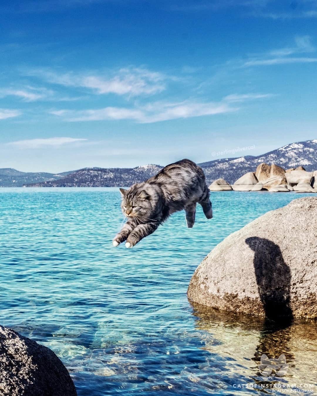 Cats of Instagramさんのインスタグラム写真 - (Cats of InstagramInstagram)「From @sterlingsilvercat: “I believe I can fly!” #catsofinstagram」1月10日 7時35分 - cats_of_instagram