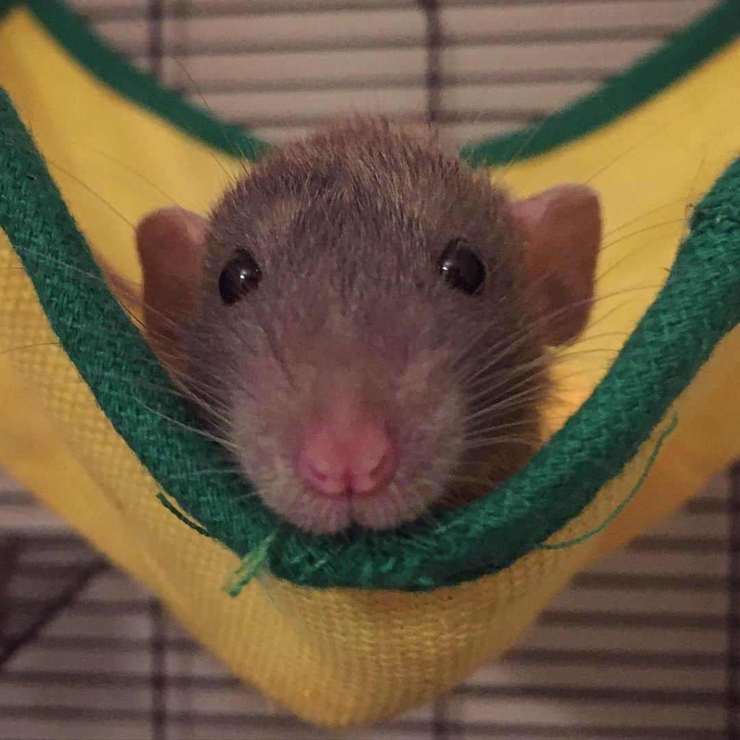 エイドリアン・ブロディのインスタグラム：「This face... #dumbo in her #hammock 🐭」