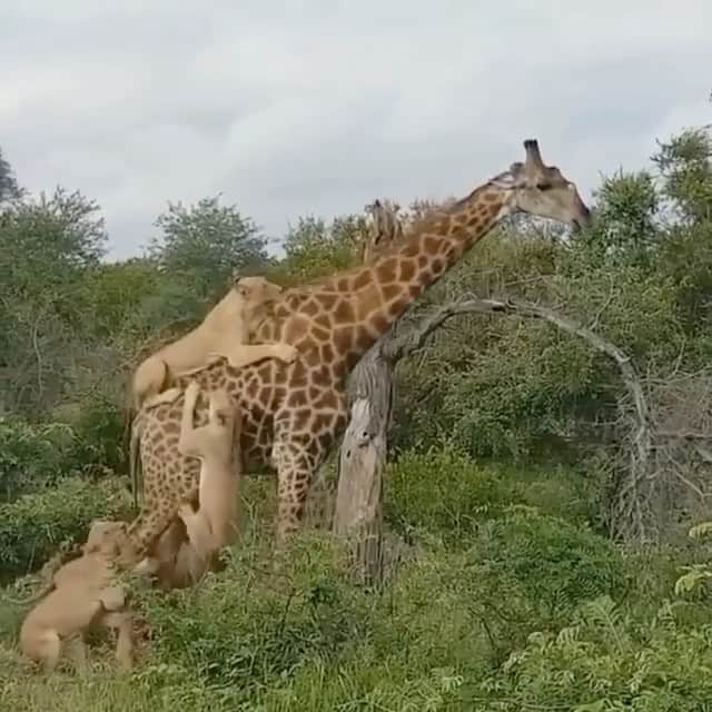 WildLifeのインスタグラム：「@discoverlions 🦁 A Lesson in Persistence 📷:@latestkruger @faffa001  Giraffe manages to stay standing as a pride of lions attempt to take it down at the Klaserie Game Reserve. The lions eventually gave up after a 5-hour struggle and the giraffe lived to see another day.」
