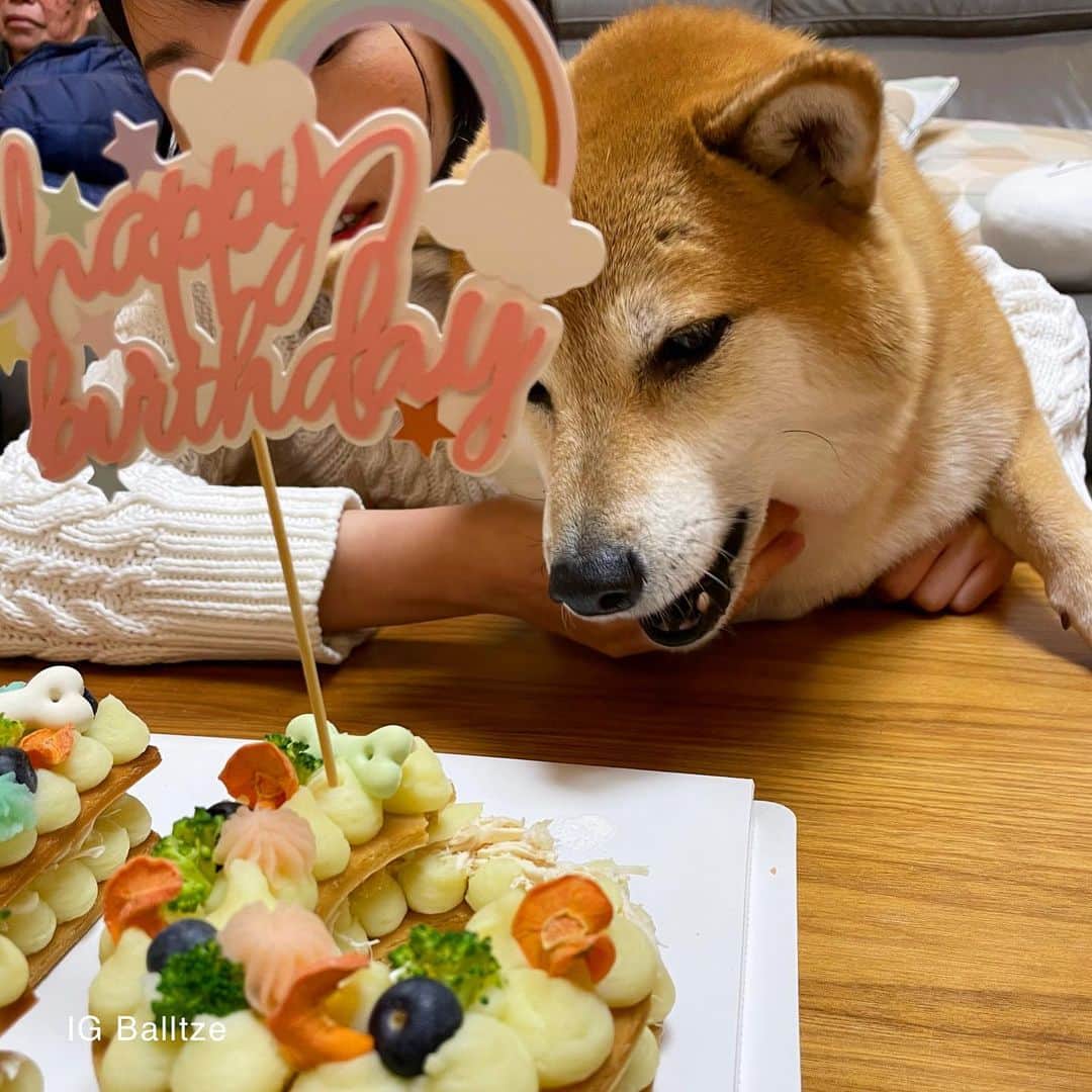 Balltze My name is Ballさんのインスタグラム写真 - (Balltze My name is BallInstagram)「Happy Birthday to me!  I know we lives in different time zones for those who can make it joining my bday party can’t thanks you guys more! The burger was eaten by me before my hooman takes the pic, after all these nom nom nom I’m back to my diet plan again  #balltze #happybirthday #fat96 #cheems #nomnomnomclub #balltzecheems #yos」1月10日 0時03分 - balltze