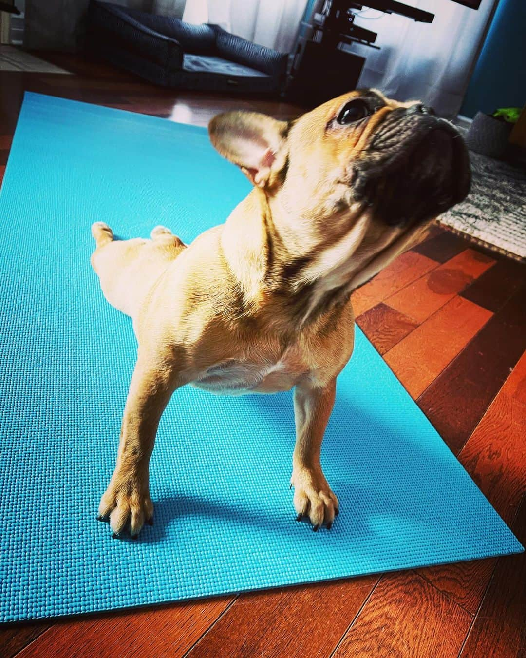 マリー・アヴゲロプロスのインスタグラム：「Yogis... my @soleil_all_day_ will be teaching the Upward dog pose today on Zoom . Even the dog needs to calm the F down apparently . 🙄🧘🏼‍♀️ . . . . . #yoga #upwarddog #yogadogs #frenchbulldog」