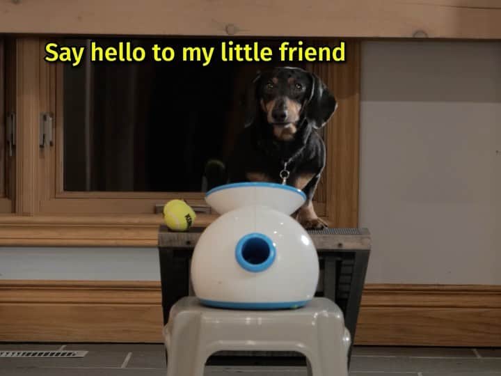 のインスタグラム：「“NEW EPISODE out now! Oakley is HOME ALONE - go watch FULL video via link in my profile!!😮” ~ Crusoe」