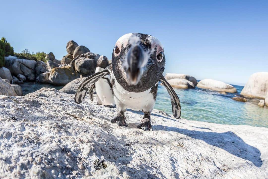 CANON USAさんのインスタグラム写真 - (CANON USAInstagram)「"Hello in there! Anybody home?" - thoughts from Peter the penguin 🐧   #CaptionThis photo in the comments below!  📸 #Canon EOS 5D Mark III Lens: EF 8-15mm f/4L Fisheye USM」1月10日 0時22分 - canonusa