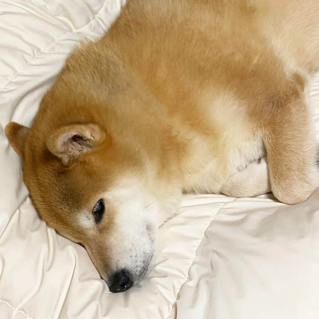 まる（まるたろう）さんのインスタグラム写真 - (まる（まるたろう）Instagram)「good night!!✨🐶💤✨今日はママのお布団で寝ちゃおっと！ #あったかいんだから #冬は羽毛布団に限るな #みんなあったかくして寝れてるといいな」1月10日 0時28分 - marutaro