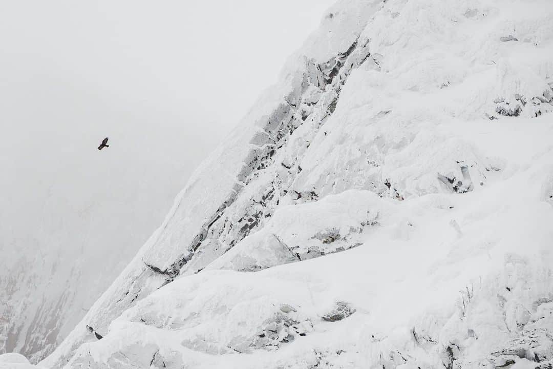 thephotosocietyさんのインスタグラム写真 - (thephotosocietyInstagram)「Photo by @steven_gnam //A golden eagle hunts mountain goats among rime covered rock. #Montana」1月10日 0時56分 - thephotosociety