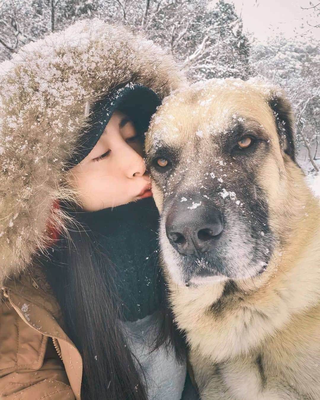 吉松育美さんのインスタグラム写真 - (吉松育美Instagram)「I've never seen so much snow in sothen part of Japan before.. . He broke throw into the Koi pond❄️😭❄️*2nd Pic 📷 .  . 大雪に大喜びな大型犬バディーさん❤️ . 2枚目の写真📷なんと氷のはった池に飛び込みました😵😵😵鯉が可哀想😱😰😨😲💦 . 仕事いっぱいなのに朝からバディーをドライヤーで乾かす仕事が増えましたとさ😒 . 皆さんの地域はどのくらい積もってますか？❄️❄️❄️ . . . #寒波 #大雪 #大型犬との暮らし #雪景色 #寒波到来 #九州ぐらむ #buddy #snow #kangaldog #anatoliansheparddog #bigdoglife #dogstagram #winter」1月10日 0時56分 - ikumiyoshimatsu