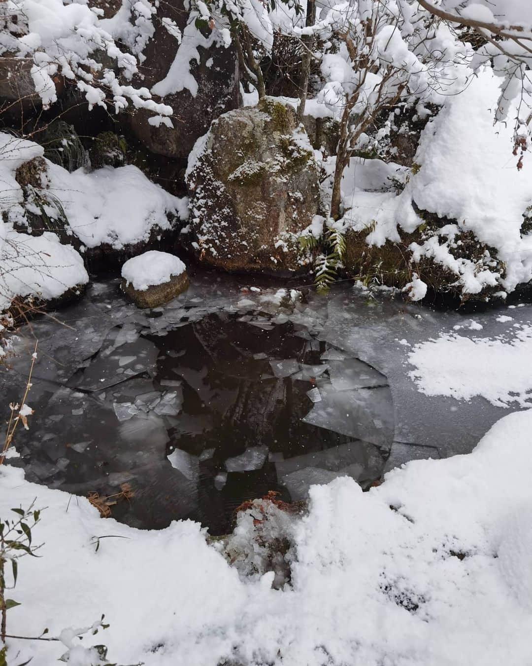 吉松育美さんのインスタグラム写真 - (吉松育美Instagram)「I've never seen so much snow in sothen part of Japan before.. . He broke throw into the Koi pond❄️😭❄️*2nd Pic 📷 .  . 大雪に大喜びな大型犬バディーさん❤️ . 2枚目の写真📷なんと氷のはった池に飛び込みました😵😵😵鯉が可哀想😱😰😨😲💦 . 仕事いっぱいなのに朝からバディーをドライヤーで乾かす仕事が増えましたとさ😒 . 皆さんの地域はどのくらい積もってますか？❄️❄️❄️ . . . #寒波 #大雪 #大型犬との暮らし #雪景色 #寒波到来 #九州ぐらむ #buddy #snow #kangaldog #anatoliansheparddog #bigdoglife #dogstagram #winter」1月10日 0時56分 - ikumiyoshimatsu