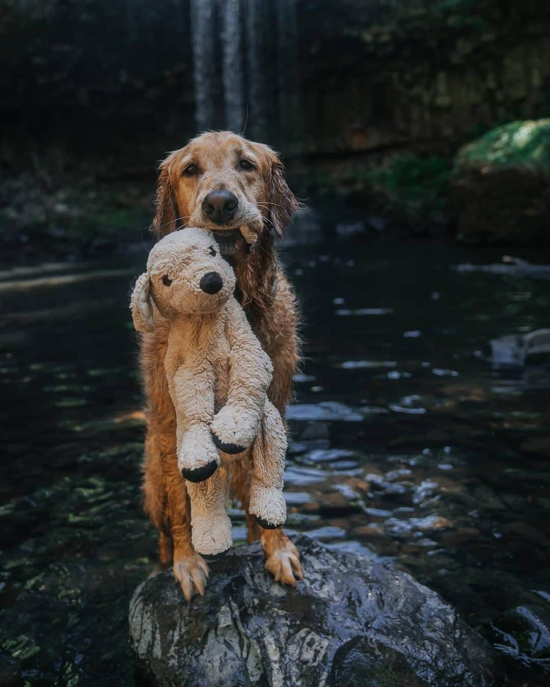 8crapさんのインスタグラム写真 - (8crapInstagram)「“Gumbo with his stuffy shrimp. Same one for 3.5 years. He takes it everywhere. 12 states and 2 Canadian provinces.” - Want to get featured like them? Join “The Barked Club” on FACEBOOK and post something now! 👉 barked.com - 📷 @mycaninelife - #TheBarkedClub #barked #dog #doggo #GoldenRetriever」1月10日 1時01分 - barked