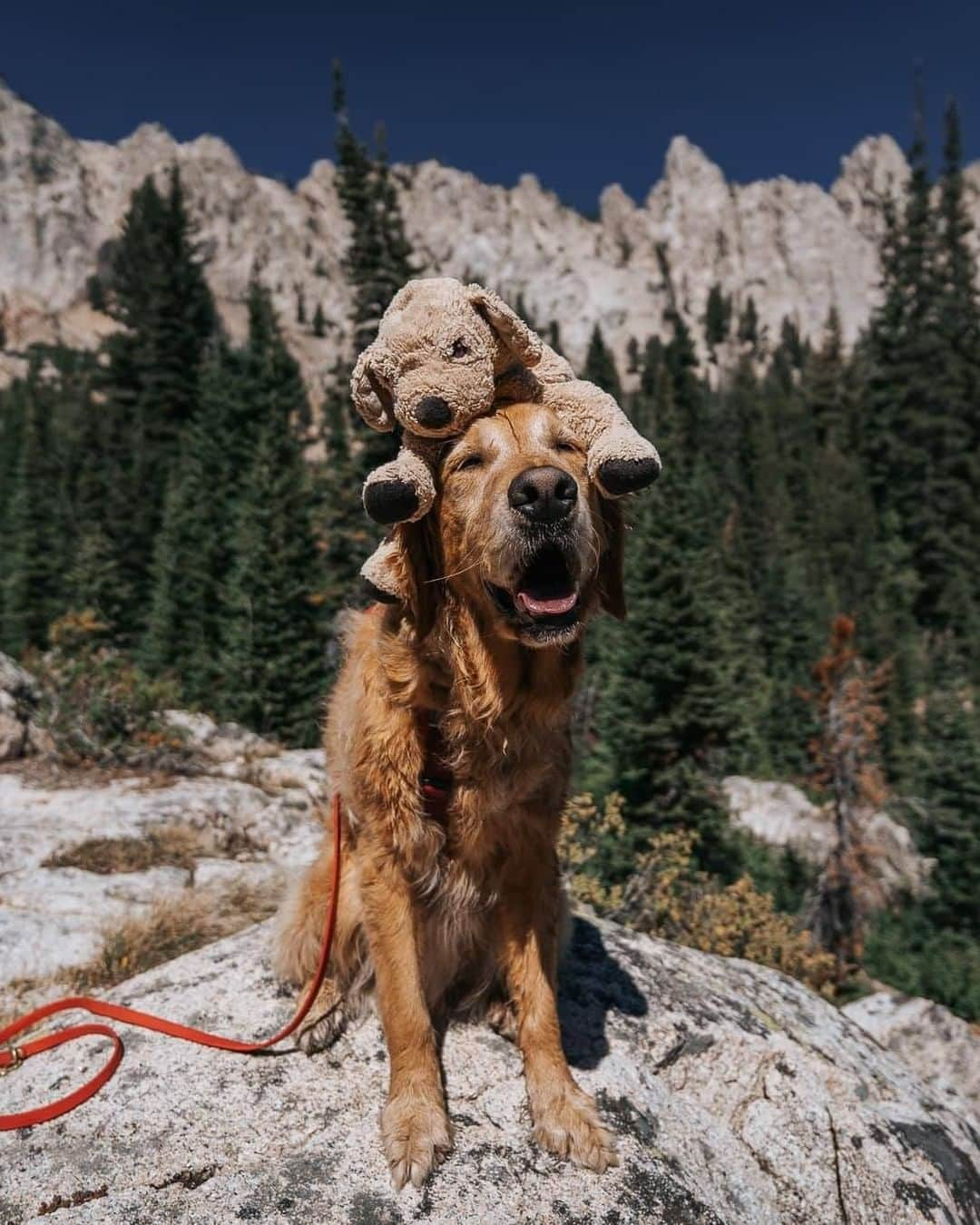 8crapさんのインスタグラム写真 - (8crapInstagram)「“Gumbo with his stuffy shrimp. Same one for 3.5 years. He takes it everywhere. 12 states and 2 Canadian provinces.” - Want to get featured like them? Join “The Barked Club” on FACEBOOK and post something now! 👉 barked.com - 📷 @mycaninelife - #TheBarkedClub #barked #dog #doggo #GoldenRetriever」1月10日 1時01分 - barked