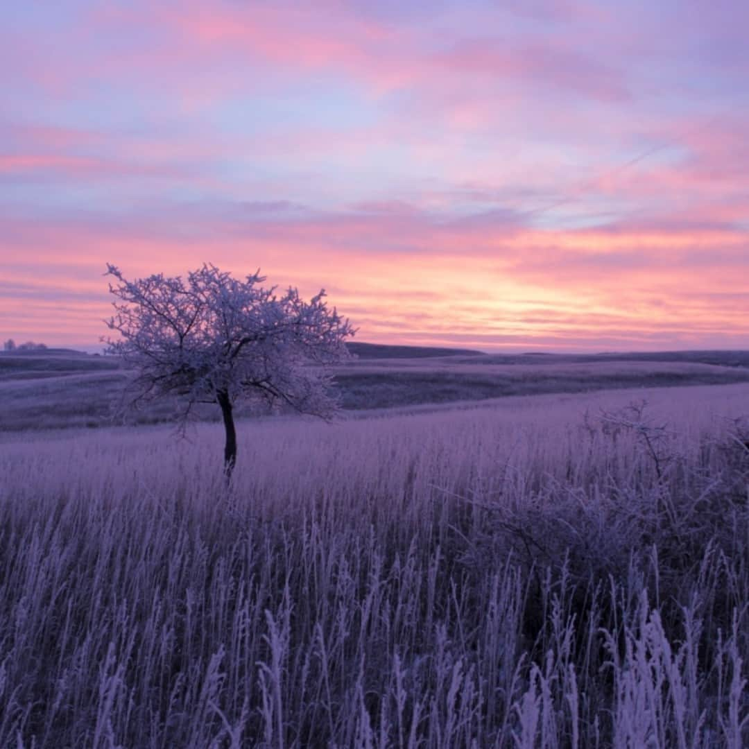 アメリカ内務省さんのインスタグラム写真 - (アメリカ内務省Instagram)「A beautiful sunrise reads like a love letter to the day. Kulm Wetland Management District in #NorthDakota is in the heart of a prairie landscape marked by numerous wetlands called potholes. The area’s wetlands and grasslands provide cherished habitat for waterfowl and other wildlife species. In the winter, visitors can bird watch, fish or enjoy the dawning of a new day. . Photo by Krista Lundgren, U.S. Fish and Wildlife Service (@usfws). #usinterior #usfws」1月10日 1時13分 - usinterior