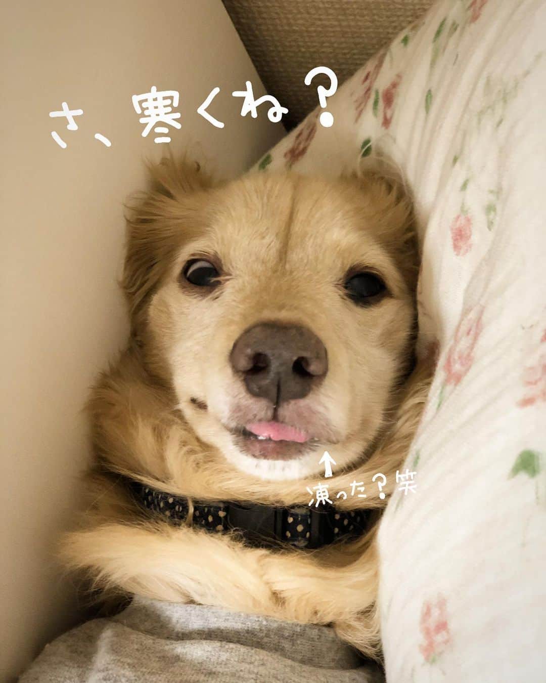 のインスタグラム：「尋常じゃない寒さ❄️ 寒さの質が違う…☃️💧 ま、マロくん🐶大丈夫👅？ #寒波到来  #寒い#さむすぎる  #人も犬も凍結しそう💦 #お風呂入りたいよぉ #途方に暮れる 😑 #おやすみなさい 😪🌟  #Mダックス#ダックス#ミニチュアダックス #親父犬#シニア犬#ミニチュアダックスフンド #ミニチュアダックスクリーム#短足部 #短足犬#カニンヘンダックス #ダックス14歳#カニンヘンダックスフンド#犬は家族#犬のいる生活#インスタでわんこみるのが日課 ♡♡」