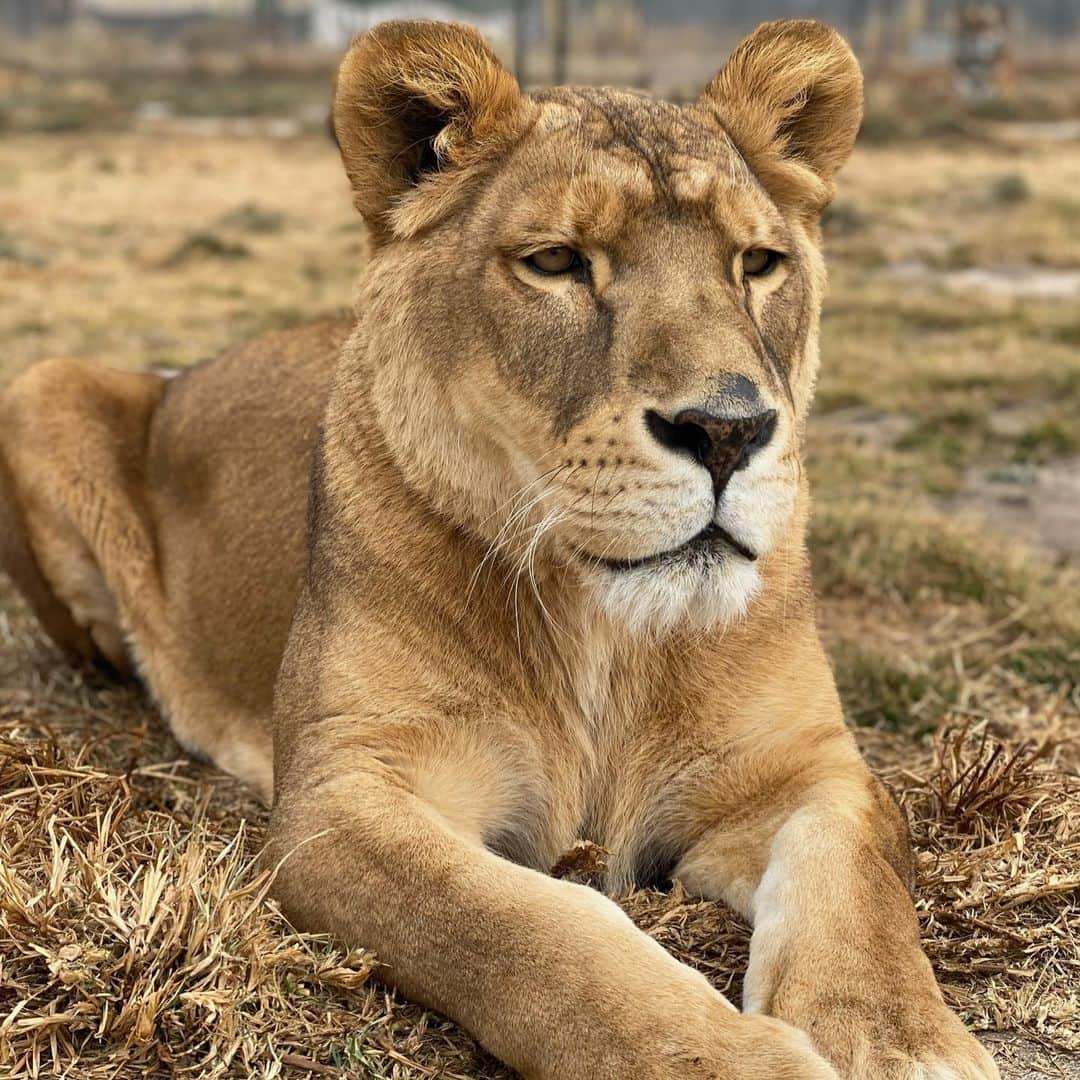 Black Jaguar-White Tiger さんのインスタグラム写真 - (Black Jaguar-White Tiger Instagram)「Let’s see if you know who these Kings and Queens are... #SaveLions」1月10日 1時30分 - blackjaguarwhitetiger