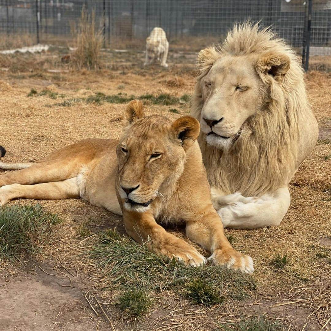 Black Jaguar-White Tiger さんのインスタグラム写真 - (Black Jaguar-White Tiger Instagram)「Let’s see if you know who these Kings and Queens are... #SaveLions」1月10日 1時30分 - blackjaguarwhitetiger