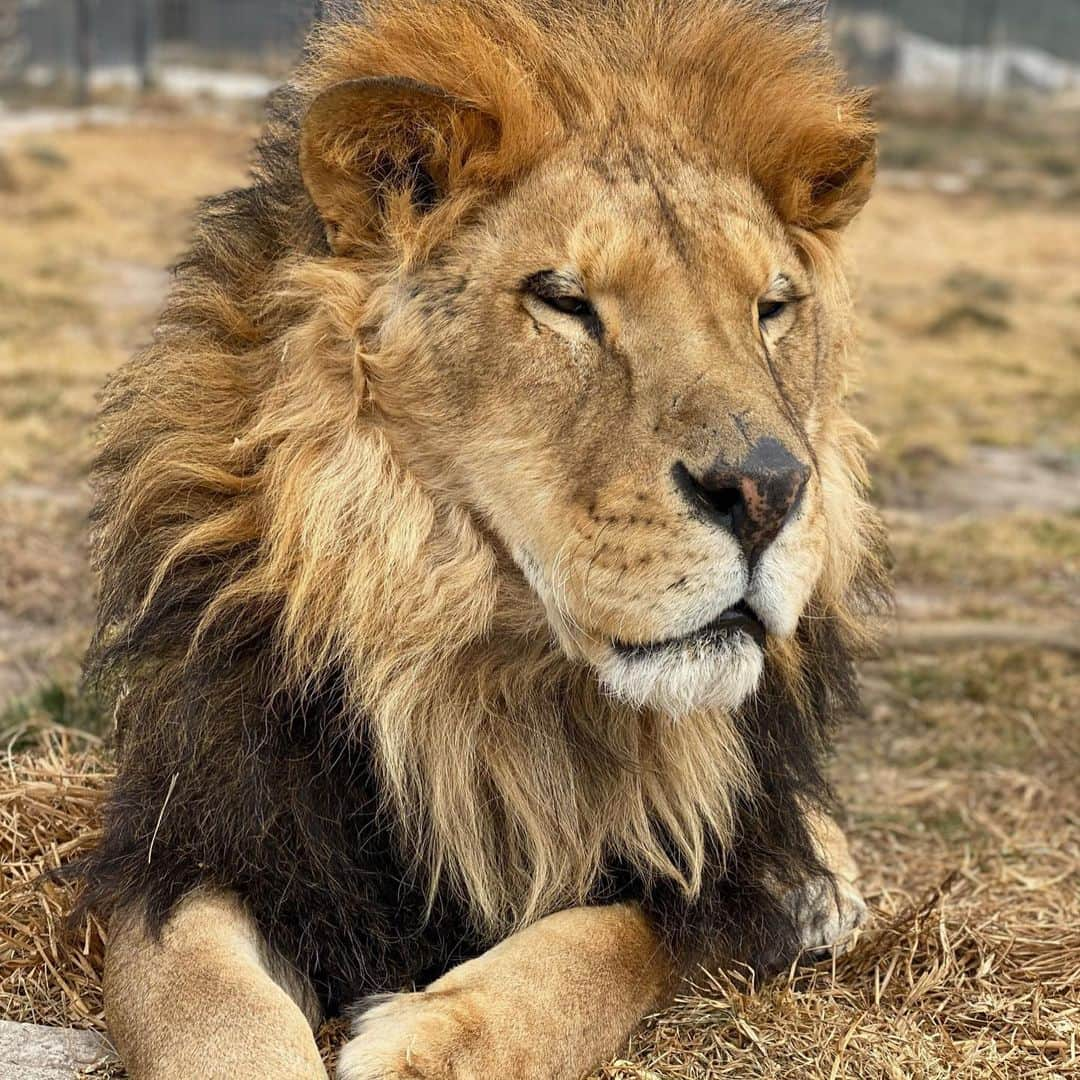 Black Jaguar-White Tiger さんのインスタグラム写真 - (Black Jaguar-White Tiger Instagram)「Let’s see if you know who these Kings and Queens are... #SaveLions」1月10日 1時30分 - blackjaguarwhitetiger