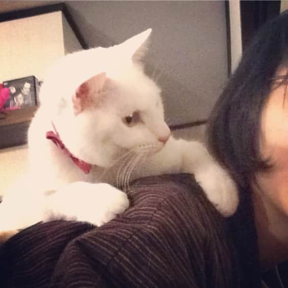 岡田屋鉄蔵のインスタグラム：「おんぶ猫」