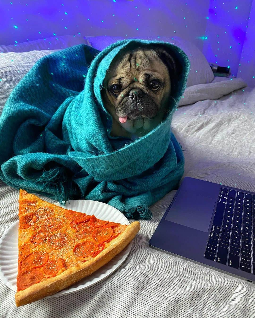 itsdougthepugさんのインスタグラム写真 - (itsdougthepugInstagram)「“I’m so good at doing nothing” -Doug」1月10日 2時22分 - itsdougthepug