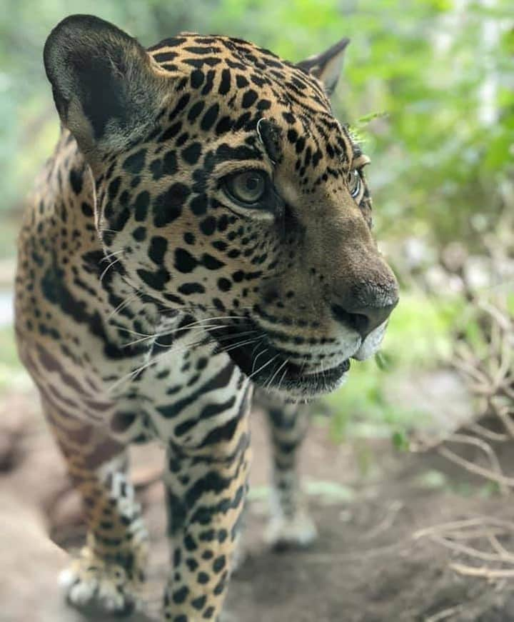 San Diego Zooさんのインスタグラム写真 - (San Diego ZooInstagram)「Endearing Nindiri 🐆  Best known for their presence in Central & South America, jaguars used to roam the southern United States, from California to Louisiana. It's even estimated four individuals have crossed into the United States from Mexico in the last 20 years.  But jaguars have been moving further south due to deforestation, mining, and cattle farms that overtake their wild habitats. Jaguars require large, non-overlapping territories up to 30 square miles! It's estimated there are only 15,000 jaguars left in the wild.   📷Craig Bristow  #Caturday #Jaguar #SanDiegoZoo」1月10日 2時33分 - sandiegozoo