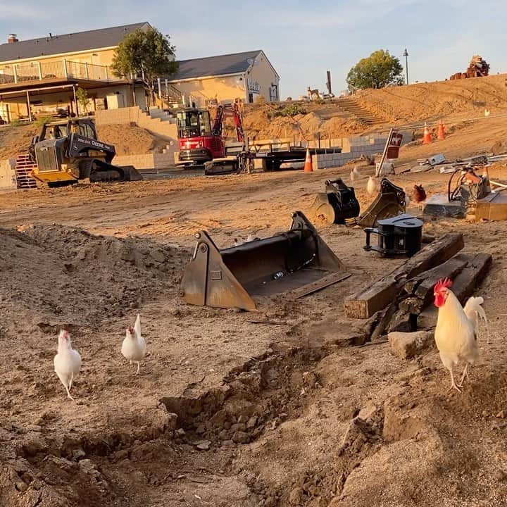 のインスタグラム：「We let our chickens out in the mornings and evenings - recently they’ve starting wandering all the way up to the house. I bring down scraps for them in a bucket and have conditioned them to expect food when I start hitting the bucket so I don’t have to wrangle them up - as you can see if actually works pretty well! Follow @browseyacres to see more of our journey towards a sustainable lifestyle ❤️🙏🏼🐓🦆🐄」