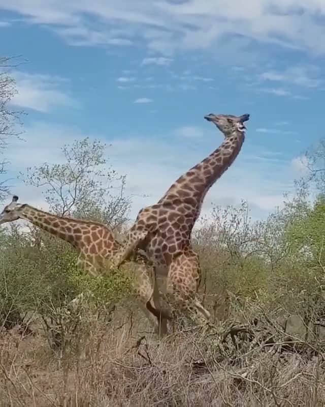WildLifeのインスタグラム：「Giraffe mating. Do you think he was successful? 😅🦒 Video by @roos_wildlife」