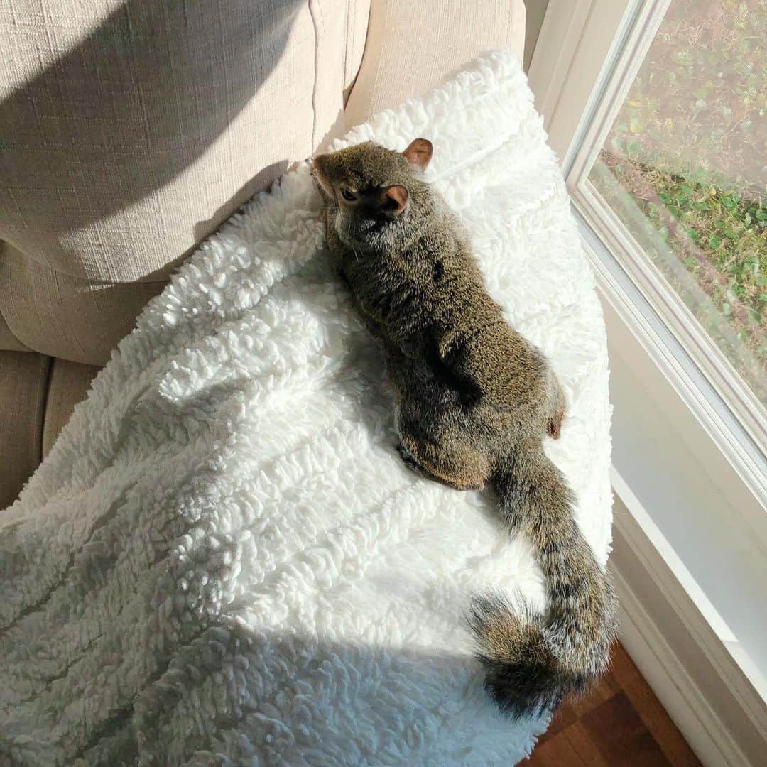 Jillさんのインスタグラム写真 - (JillInstagram)「Seeking out the sunshine⁣ ⁣ ⁣ ⁣ ⁣ #petsquirrel #squirrel #squirrels #squirrellove #squirrellife #squirrelsofig #squirrelsofinstagram #easterngreysquirrel #easterngraysquirrel #ilovesquirrels #petsofinstagram #jillthesquirrel #thisgirlisasquirrel」1月10日 3時10分 - this_girl_is_a_squirrel