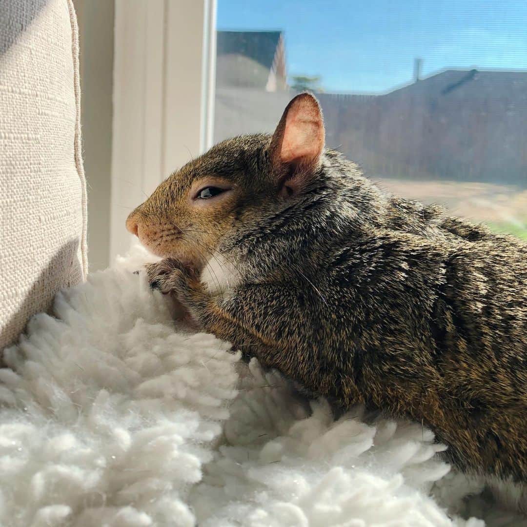 Jillさんのインスタグラム写真 - (JillInstagram)「Seeking out the sunshine⁣ ⁣ ⁣ ⁣ ⁣ #petsquirrel #squirrel #squirrels #squirrellove #squirrellife #squirrelsofig #squirrelsofinstagram #easterngreysquirrel #easterngraysquirrel #ilovesquirrels #petsofinstagram #jillthesquirrel #thisgirlisasquirrel」1月10日 3時10分 - this_girl_is_a_squirrel