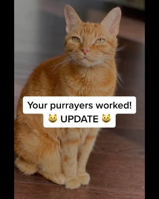 Venus Cat のインスタグラム：「If you follow me on Tiktok you may have seen the video Mom did about my adopted sister @orangetabbyginger. Here’s an update. Mom has been real busy with several time consuming family emergencies the past couple months on top of still trying to get settled in our new home state of Georgia. She’s hoping to have more spare time soon to post more frequently.  Meanwhile, Ginger has been dealing with an ear issue for the better part of a year with multiple vet visits and medications. Her new vet found a soft tissue mass VERY close to her eardrum which has never been mentioned by previous vets so it must be growing. There is a narrow area where bacteria keeps getting and causing infections. The video tells the rest but we still need to get to @universityofga (our vet’s alma mater) to let them do a CT scan or MRI as well as hopefully remove the mass. He feels they’re best equipped to take over. Mom is hoping it’s just a benign polyp & that the pressure from its growth is at the root of the hearing and vision issues. We are not sure if the antibiotic caused a side effect for sure. Getting to UGA the soonest we can will give us those answers. She is on a wait list but is not considered emergent so we patiently but anxiously wait. Please keep my older sister in your purrayers. Her 15th b-day is next week and getting to UGA would be the best b-day gift ever so she can get all the way better. Did you notice she has 2 different color eyes like me now? 💚🧡 Hope everyone’s 2021 is starting off better than 2020....ours sure is so far! 😽😺 @universityofga #universityofgeorgia #catsofinstagram #ginger #femaleorangetabby #orangetabby 🎵 “This is Me” by @realkealasettle & @greatestshowman」