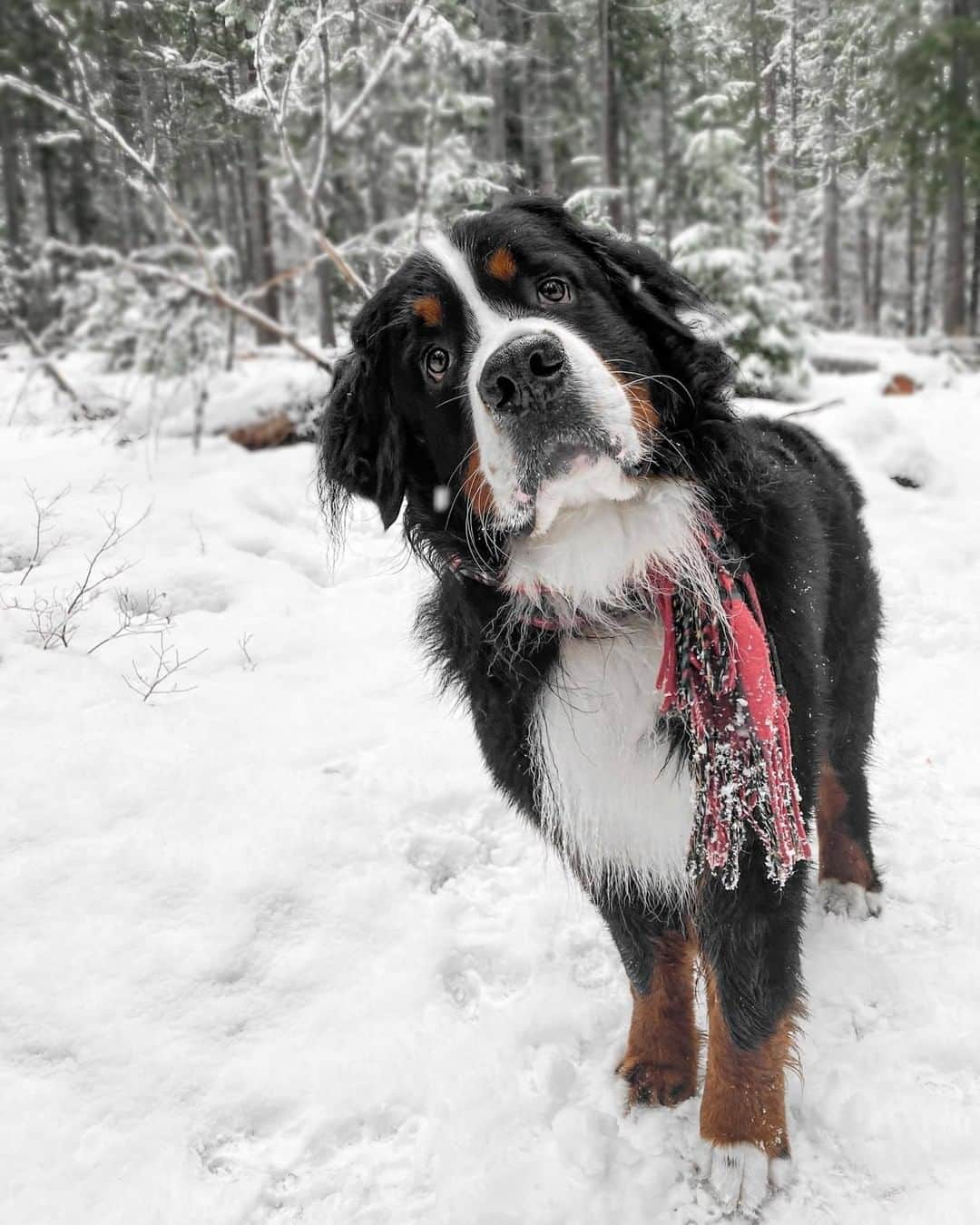 8crapさんのインスタグラム写真 - (8crapInstagram)「Can we stay here a little longer pwease? 🥺 - Want to get featured like him? Join “The Barked Club” on FACEBOOK and post something now! 👉 barked.com - 📷 @itskevintheberner - #TheBarkedClub #barked #dog #doggo #BerneseMountainDog #Berners」1月10日 4時00分 - barked