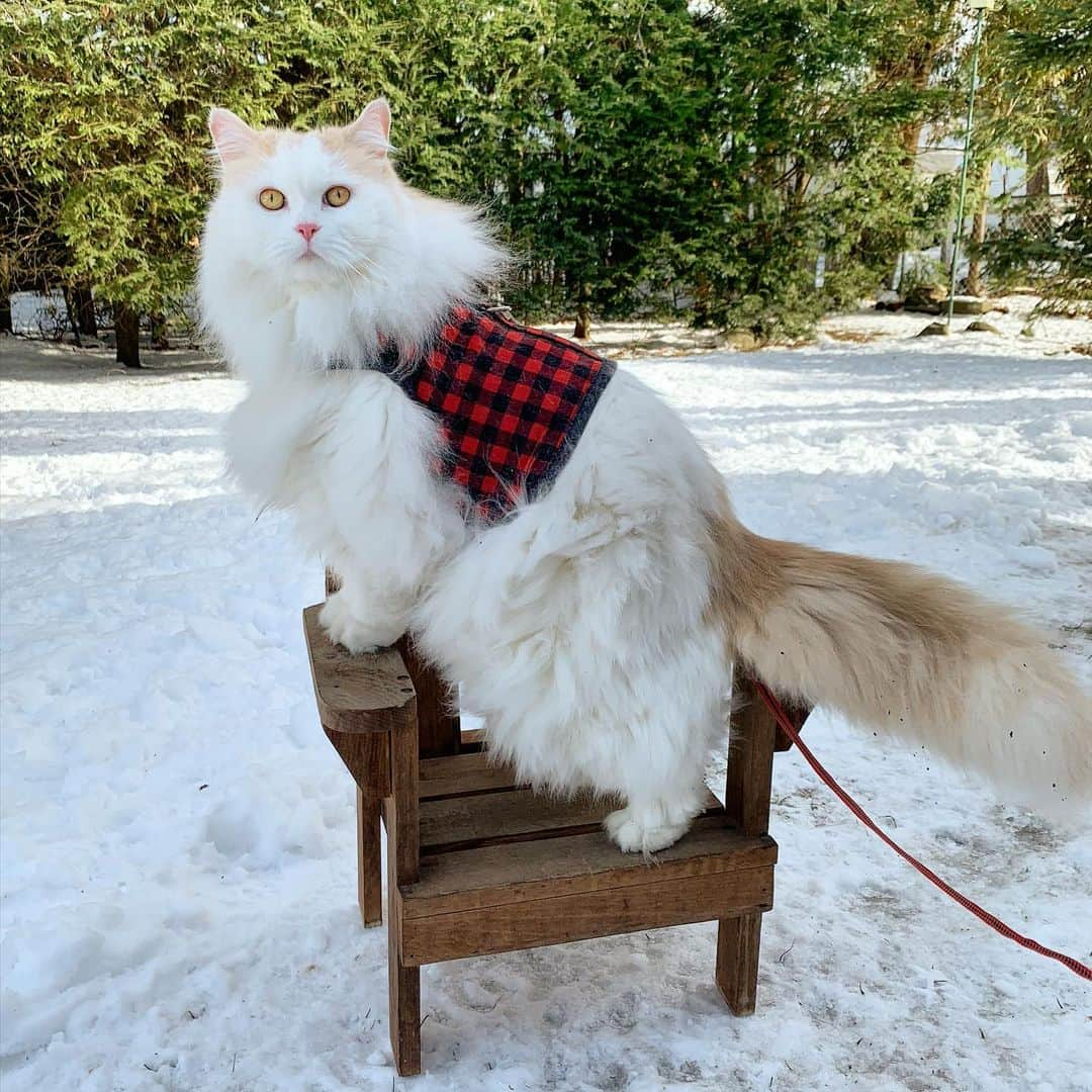 ソフィーさんのインスタグラム写真 - (ソフィーInstagram)「Feeder full. Sometimes you gotta stand when you got front row seats.」1月10日 4時03分 - sophielovestuna