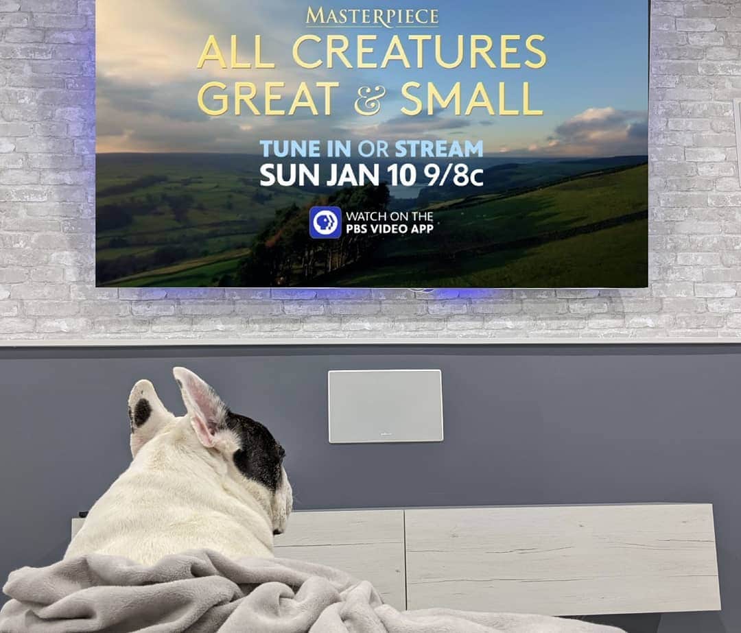 Manny The Frenchieさんのインスタグラム写真 - (Manny The FrenchieInstagram)「Got the best seat in the house! So excited for tomorrow's premiere of "All Creatures Great and Small" on @PBS. Such a charming tale of a country veterinarian in the beautiful Yorkshire Dales. Don't miss it!  Watch or stream tomorrow @ 9/8c. @MasterpiecePBS #AllCreaturesPBS #Partner」1月10日 4時54分 - manny_the_frenchie