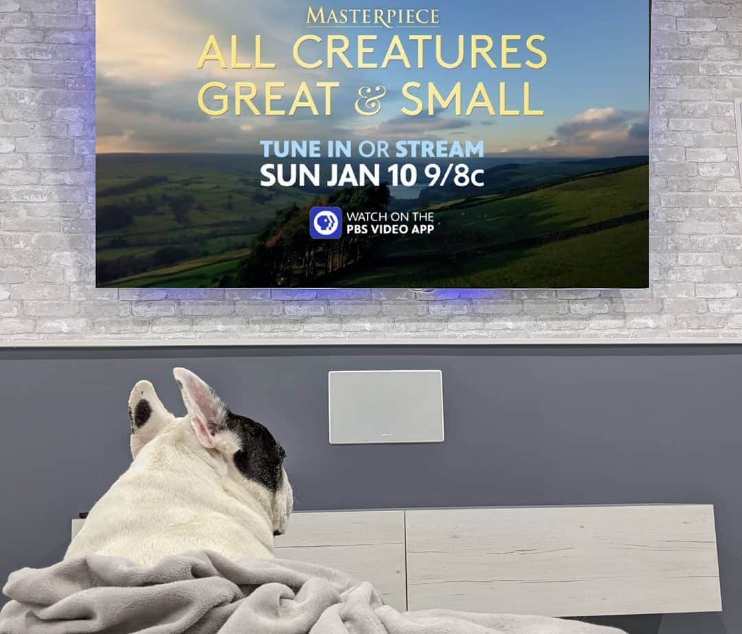 Manny The Frenchieのインスタグラム：「Got the best seat in the house! So excited for tomorrow's premiere of "All Creatures Great and Small" on @PBS. Such a charming tale of a country veterinarian in the beautiful Yorkshire Dales. Don't miss it!  Watch or stream tomorrow @ 9/8c. @MasterpiecePBS #AllCreaturesPBS #Partner」