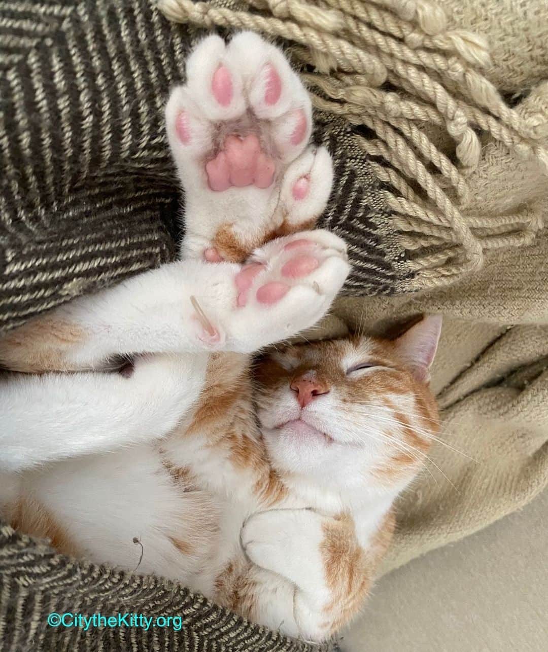 City the Kittyのインスタグラム：「Lazy Caturday. 💤   #lazycat #caturday」