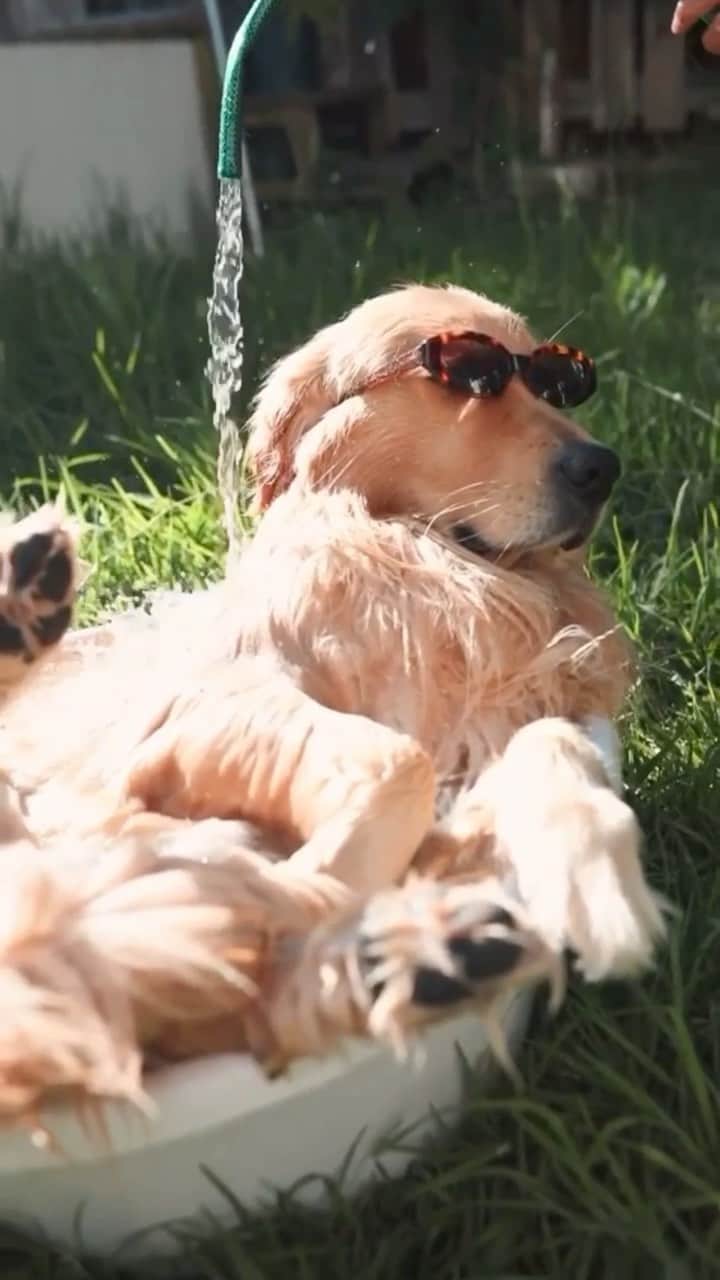DogsOf Instagramのインスタグラム：「“Saturday spaw day” — @oso_goldenbear   🎥: @diegoweisz   #dogsofinstagram #spaday #weekendvibes」