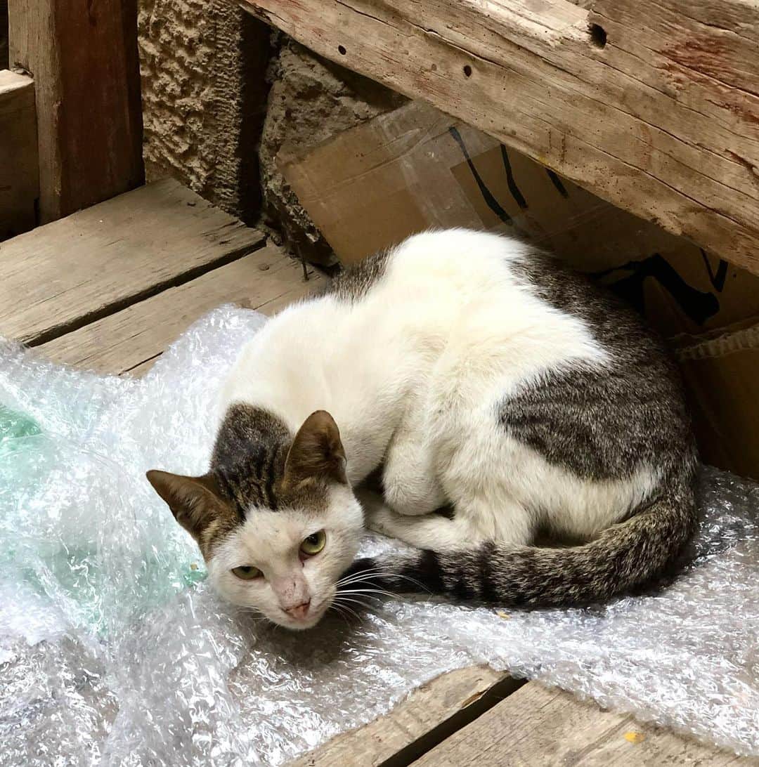 デレク ラムのインスタグラム：「Composition in beige:  Cat and bubble wrap.」