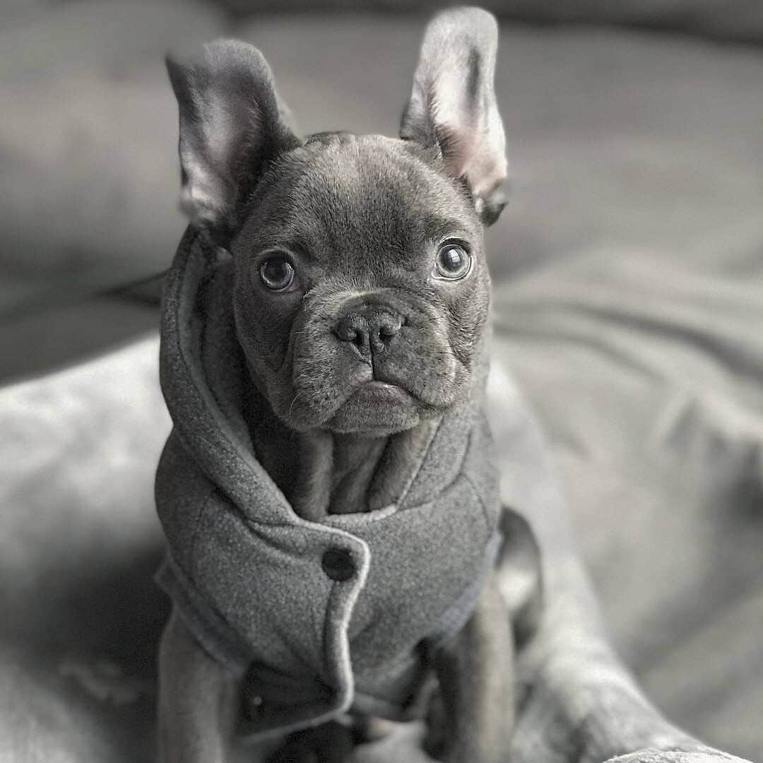 French Bulldogのインスタグラム