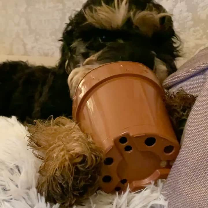 FluffyPackのインスタグラム：「Just doing bandit stuff😁😎  .  #bandit #cockapoo #mischief」