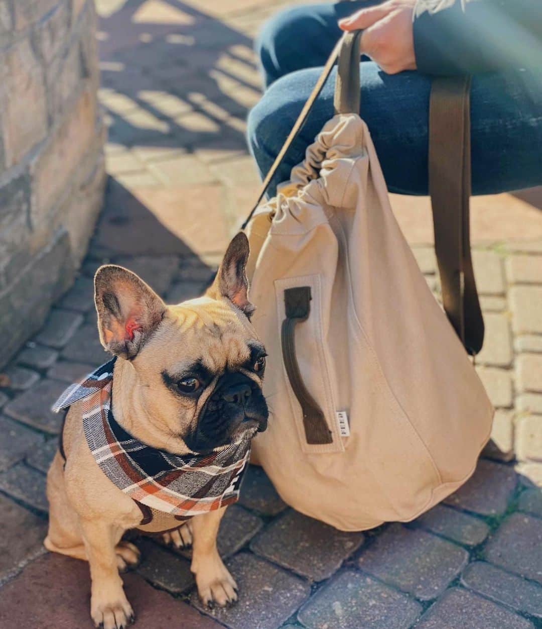フィードプロジェクツさんのインスタグラム写真 - (フィードプロジェクツInstagram)「Just a pup and her weekend bag (that does good) ✨」1月10日 7時03分 - feed
