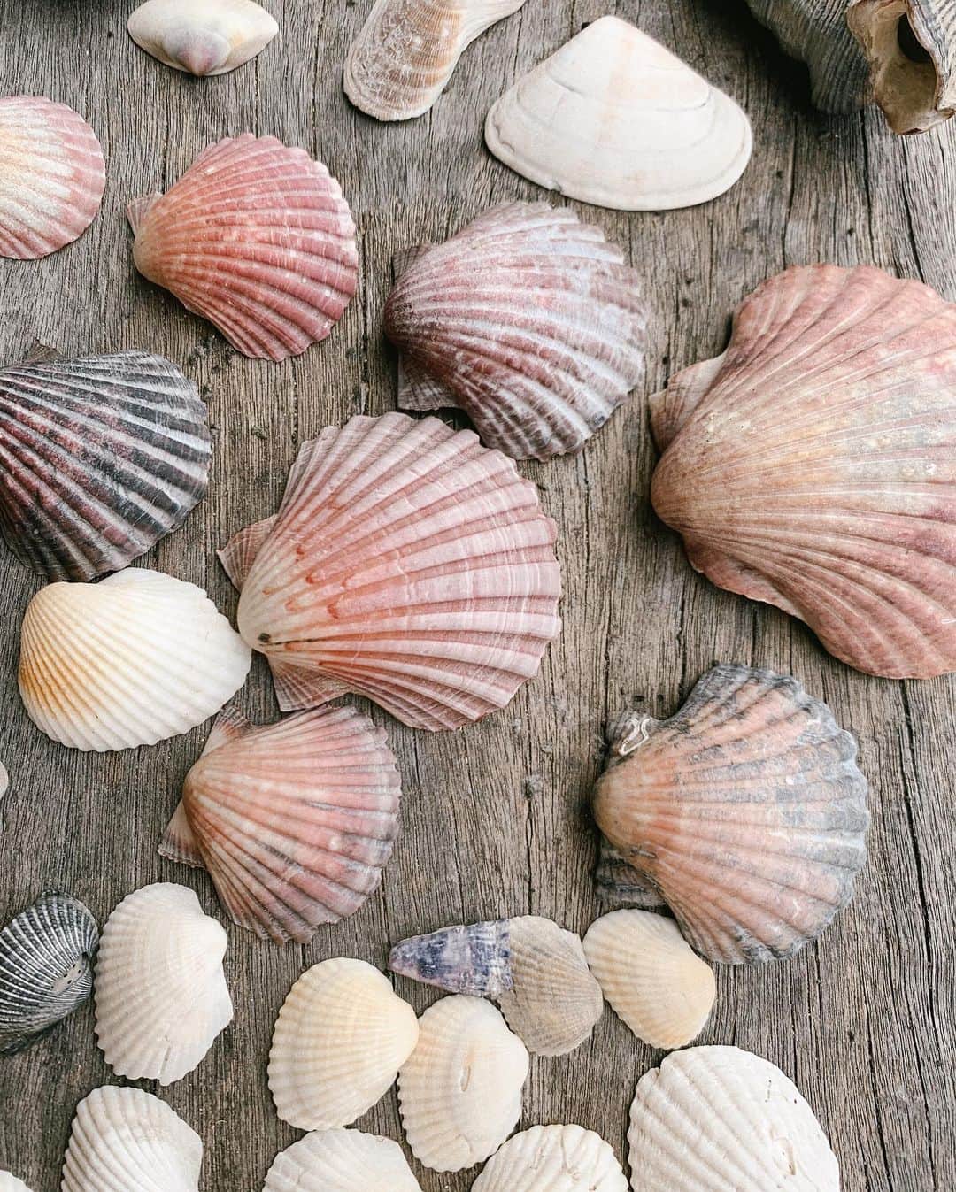 SPELLさんのインスタグラム写真 - (SPELLInstagram)「Shell collections on set of our next campaign 🐚」1月10日 17時16分 - spell