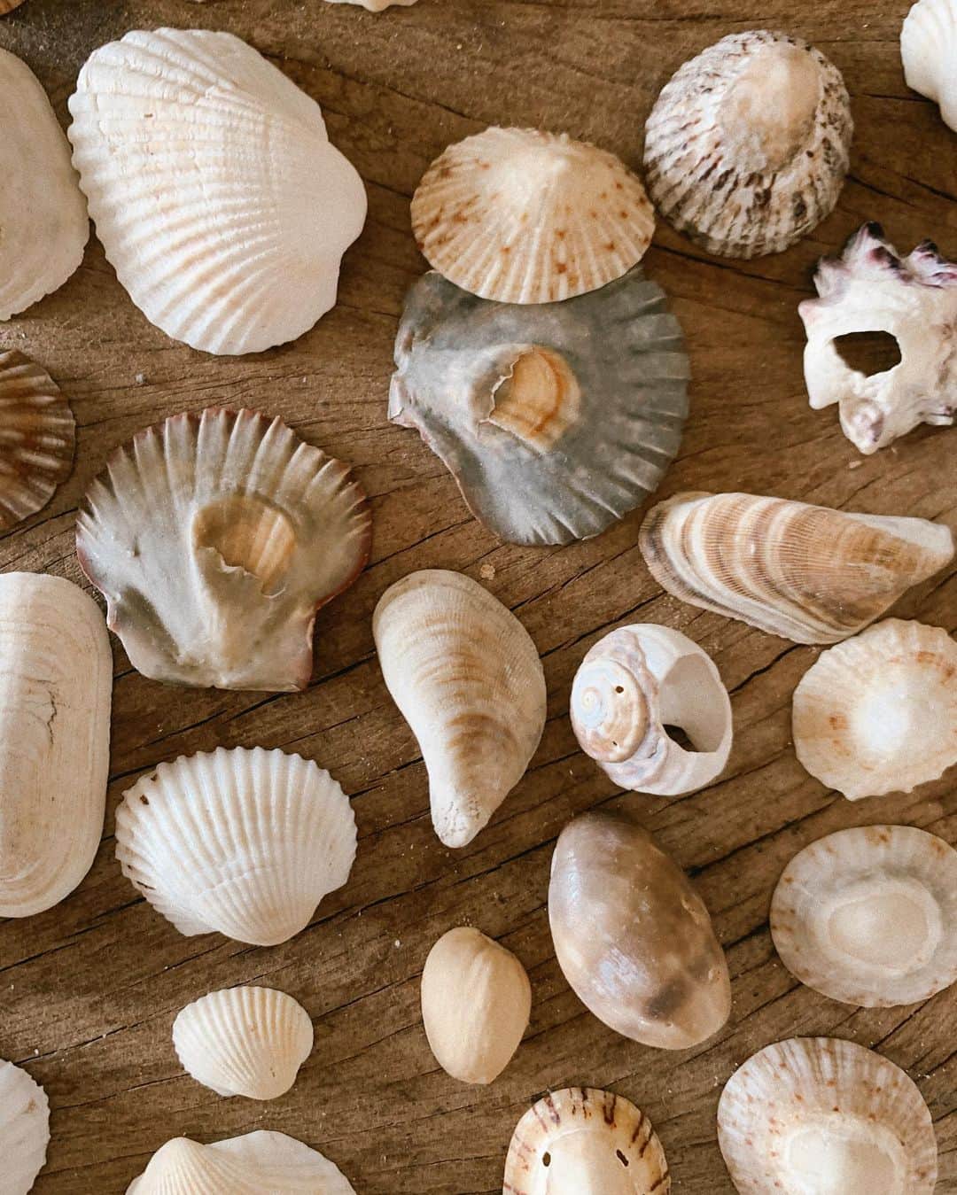 SPELLさんのインスタグラム写真 - (SPELLInstagram)「Shell collections on set of our next campaign 🐚」1月10日 17時16分 - spell
