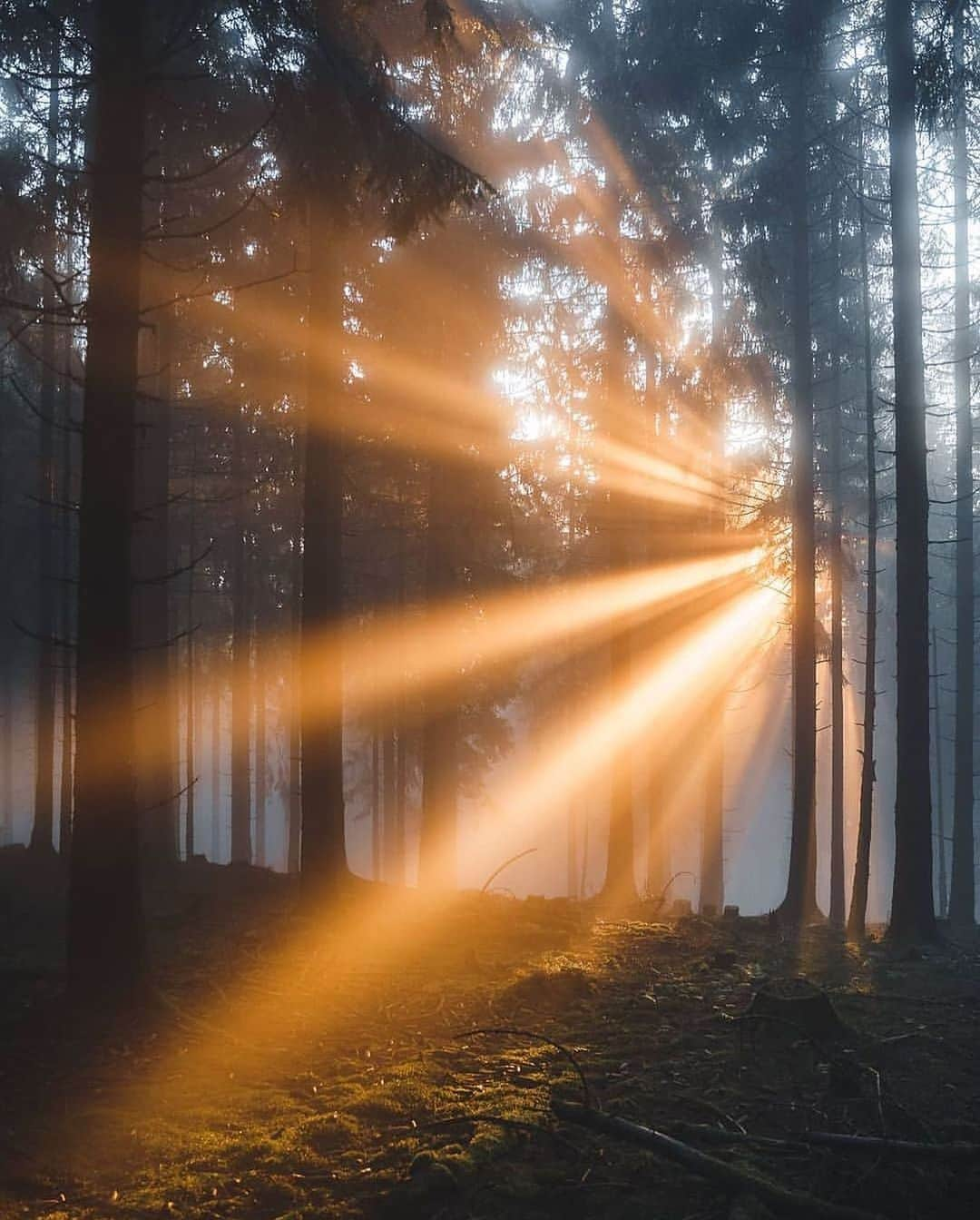 Canon Photographyさんのインスタグラム写真 - (Canon PhotographyInstagram)「Morning light in Germany!  Photography // @anskar.lenzen Curated by @steffeneisenacher  #cpfeatureme #taunus #germany #sunrays #morninglight」1月10日 17時23分 - cpcollectives