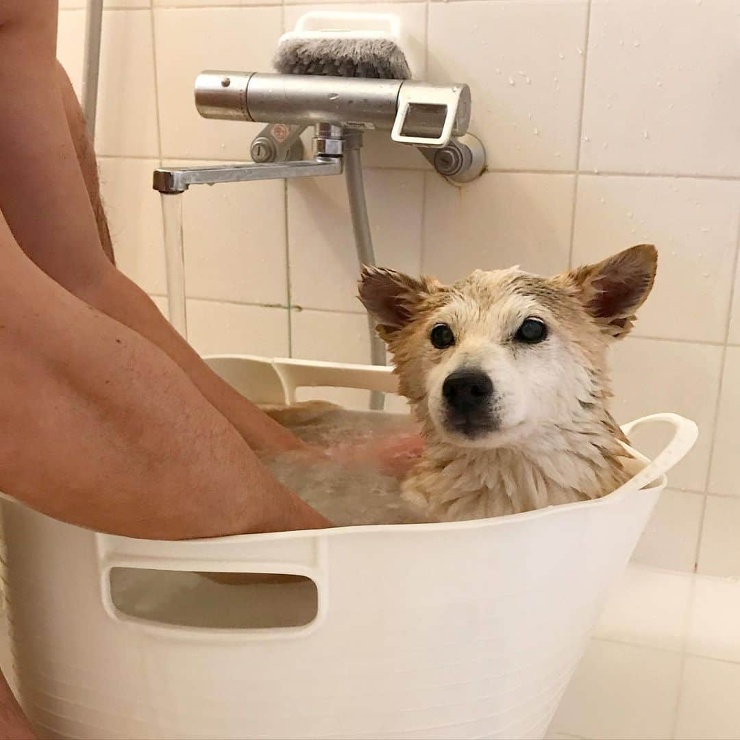 柴犬リリコのインスタグラム：「お風呂🛁もドライヤーもけっこう好きなんだワンよ🐶♨️ #薬浴 #意識高い系 #女子力」