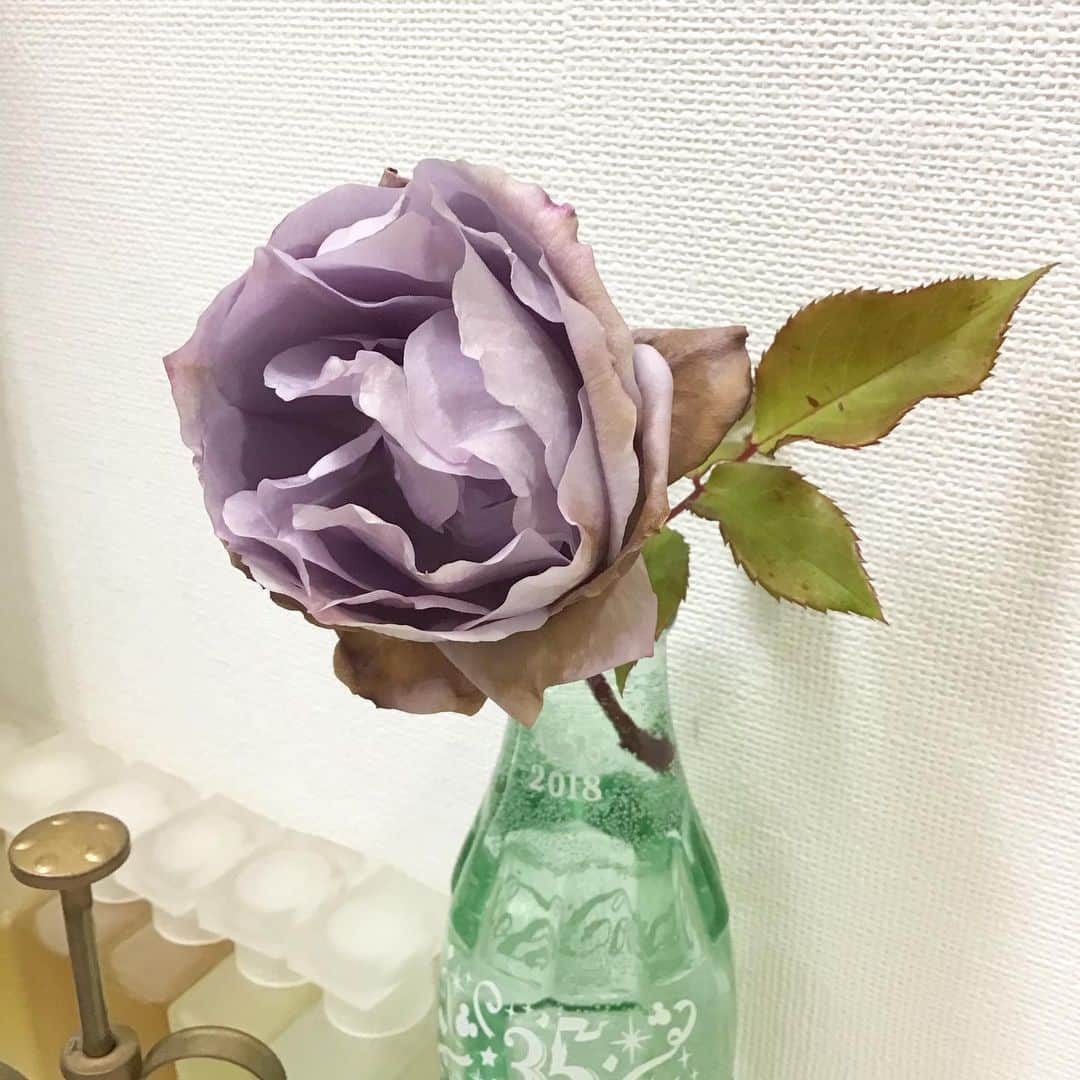柴田淳さんのインスタグラム写真 - (柴田淳Instagram)「こんな寒いのに、薔薇が一輪だけ咲いていました🌹 可哀想なので、摘んで洗面台に飾りました。 コーラの瓶でごめんなさい😂 #rose #薔薇 #cocacola #ディズニーランド35周年記念ボトル 花の周りが茶色いのは、枯れてるのではなく霜焼けです。」1月10日 17時40分 - shibatajun_official