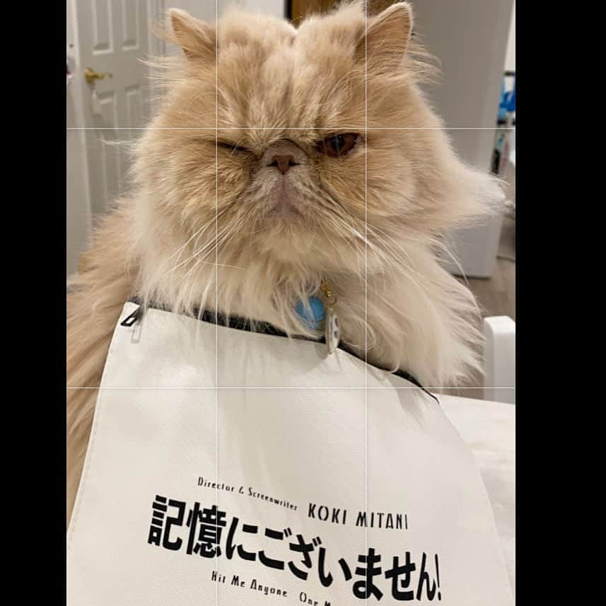 ミッシュさんのインスタグラム写真 - (ミッシュInstagram)「久しぶりに面白いの見ました😹  #ミッシュ #記憶にございません  #って顔してる 🤣 #そんな顔しないで #笑って  #最近ご機嫌ななめ  #ちょっとイラついてます  #てゆーか  #いばりんぼ  #misch1207s  #鼻ぺちゃ#cat #ねこあつめ #にゃんすたぐらむ#猫と暮らす #エキゾチックロングヘア  #ねこ #ネコ #猫  #neko #猫部 #ねこ部 #にゃんだふるらいふ #catstagram #Exoticlonghair#catlover #catsofinstagram#cats_of_instagram」1月10日 9時15分 - misch1207s