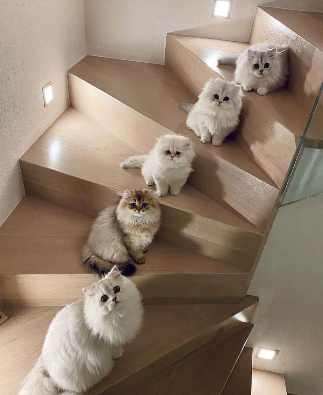 Style Fashion Luxuryのインスタグラム：「How many cats do you see?  Comment below and tag someone!   By @britishcat_goldenmoonglade」