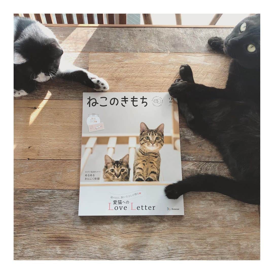 こむぎのインスタグラム：「* ねこのきもちのこと 昨年からスタートしたリレー連載"保護猫とわたし" また今年も新メンバーを迎えスタートしました✨  昨年はこむぎのこと、ごま味のこと、預かりボランティアのことを書かせていただきましたが、2月号は出張撮影のことを載せています。 ぜひ読んでいただけたら嬉しいですー☺️  そしてそして！ さらに今年からリニューアルで、この連載メンバーの猫たちの日常が見れちゃう動画がYouTubeねこのきもちチャンネルにアップされていますー！  動画には今まで我が家から里親さんへ繋いだ、 しらたま、かにたま、雪見だいふく、ココ(テト)、のり味、くじら、ぶとうも出ています〜🤗✨  本誌左下QRコードを読み取っていただくか、私のInstagramのプロフィール画面にリンクも貼ったのでぜひ観ていただけると嬉しいです😆 (プロフィール画面のリンク集もリニューアルして見やすくなりました♡ @ruteninc )  ちなみにねこのきもちの定期購読はじめる時は時々プレゼントキャンペーンなどやってるみたいなのでそちらもぜひ☺️」