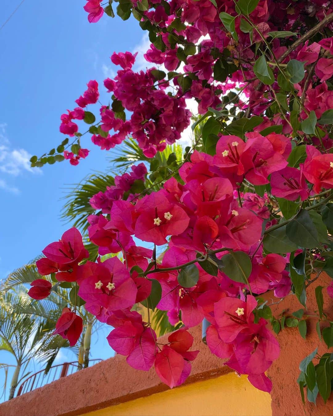 のインスタグラム：「Moments in paradise 🌴🌺✨ scroll to the last photo 🐒」