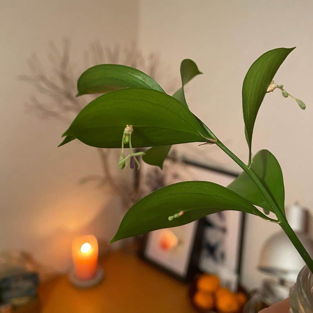 のインスタグラム：「. 🌱👀‼︎  前にもストーリーズでチラッと載せてた #ルスカス 🌱  なんと葉の下に生えてた芽から花が咲きました👏😳 何たる愛おしさ。  もともと花束に入ってたルスカス。 水挿しで8ヶ月ほど元気に過ごしてるから長生き過ぎて え、私もしかして実は造花を水に挿してるんじゃ…‼︎って突然不安になって確認したことあるぐらい。笑  長生きしてこんな寒い冬にお花を咲かしてくれるなんて。  お母さん嬉しい😂 (最初ちょっと奇妙って思ってごめんね🌱←) ＿＿＿＿＿＿＿＿＿＿＿＿＿＿＿＿＿＿＿＿＿＿＿＿＿ #botanical #plant #plants #flowers #flower #botanic #green #観葉植物 #植物 #花 #植物のある暮らし #花のある暮らし #グリーン」